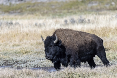 Buffalo Yellowstone NP Sept 2024